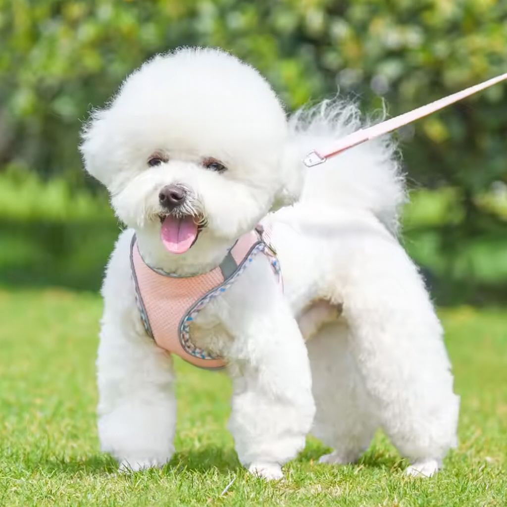 Harnais Y pour Chien – Confort Naturel et Liberté de Mouvement