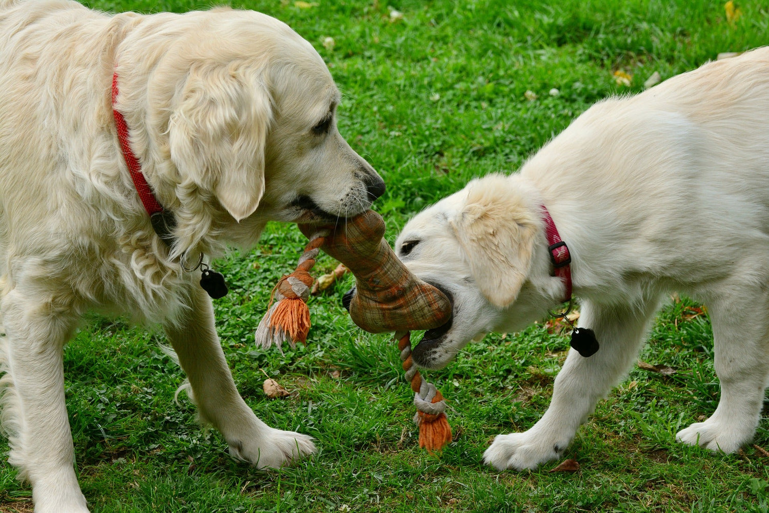 Pour le jeu du chien