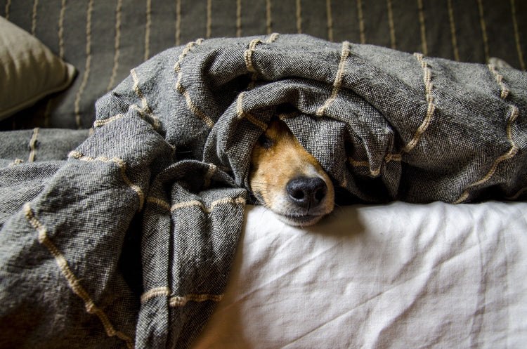 La sieste chien