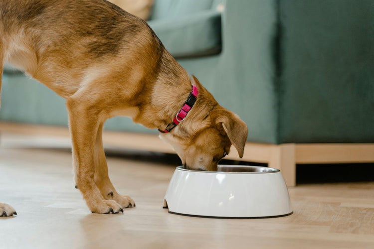 Le repas du chien