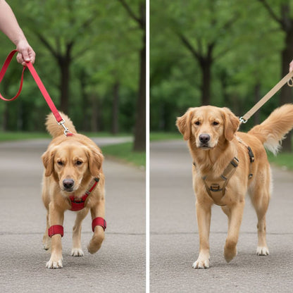 Harnais Chien Course à Pied – Confort et Performance en Running