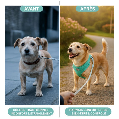 Harnais Y pour Chien – Confort Naturel et Liberté de Mouvement