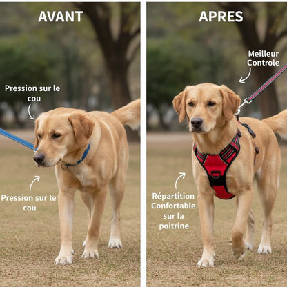 Meilleur Harnais Chien Randonnée – Confort et Sécurité en Plein Air