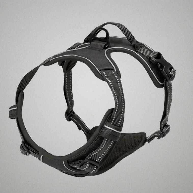 harnais chien adulte