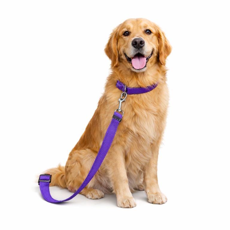 harnais chien voiture