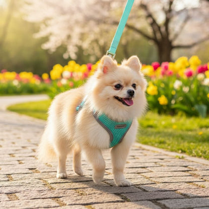 harnais chien randonnée