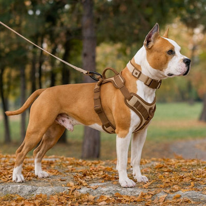 New Chocolate color luxury Dog Harness no pull for large Small dogs Adjustable Chest Strap dog harness personalized