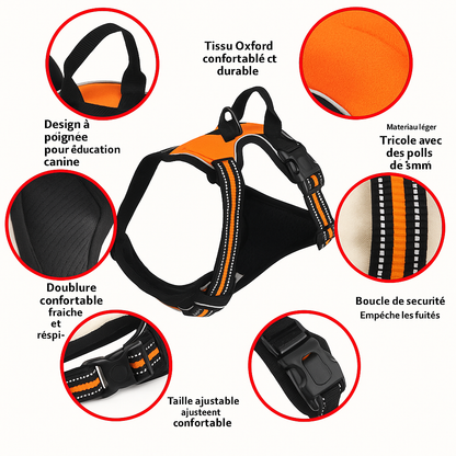 Meilleur Harnais Chien Randonnée – Confort et Sécurité en Plein Air