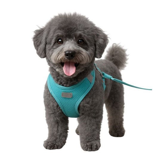 harnais chien promenade