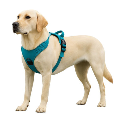 harnais chien usage quotidien