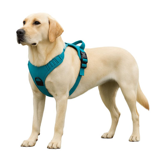 harnais chien usage quotidien