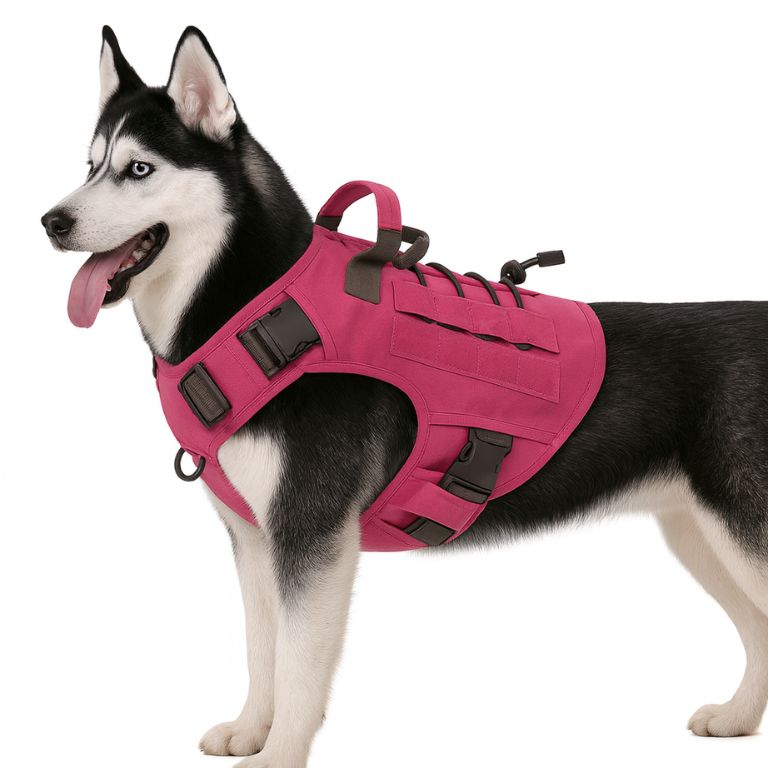 harnais chien pas cher