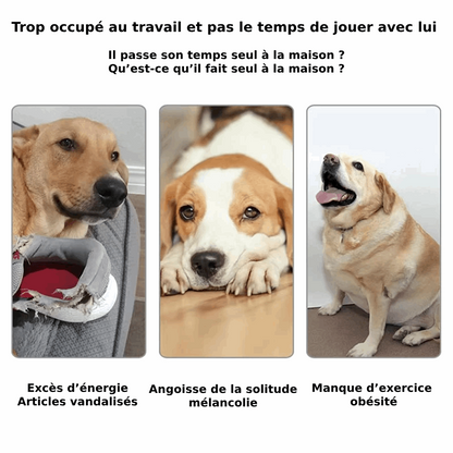 Lanceur de balle Automatique pour Chien