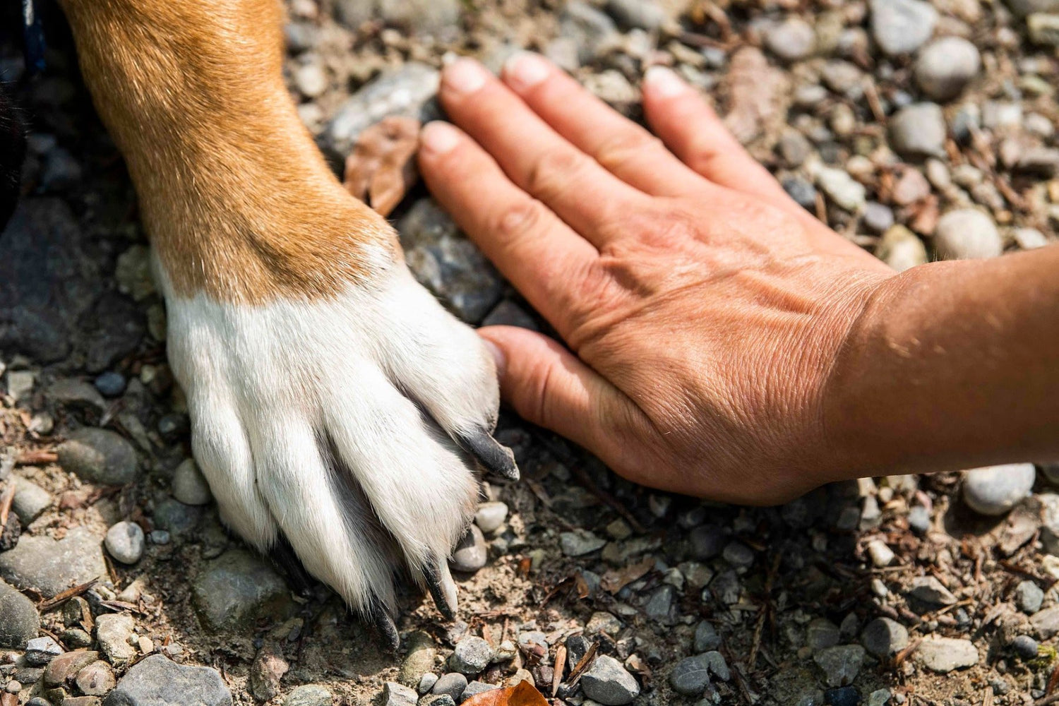 Accessoires chien et chat